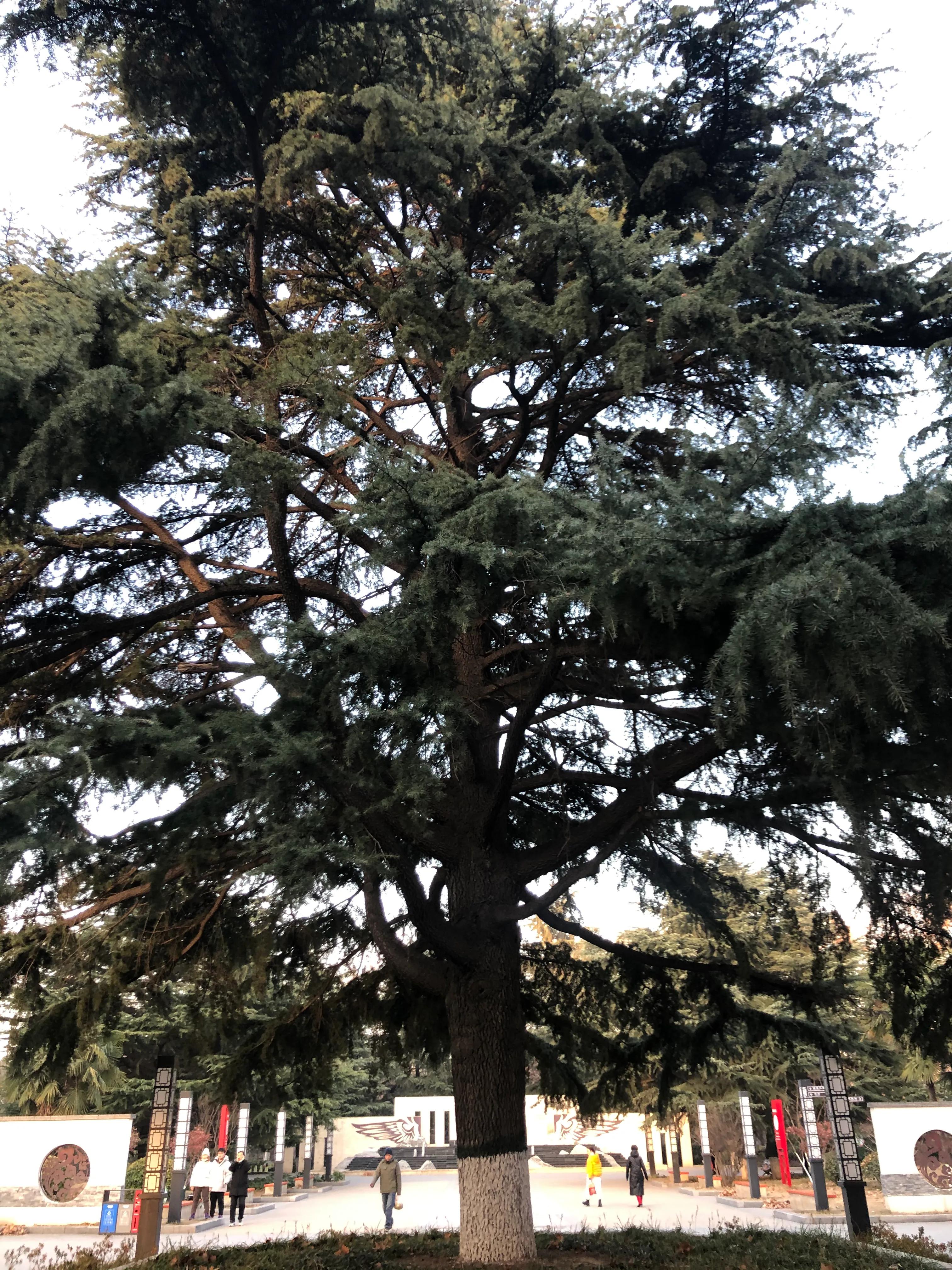 平顶山河滨公园旅游攻略,平顶山森林公园游记