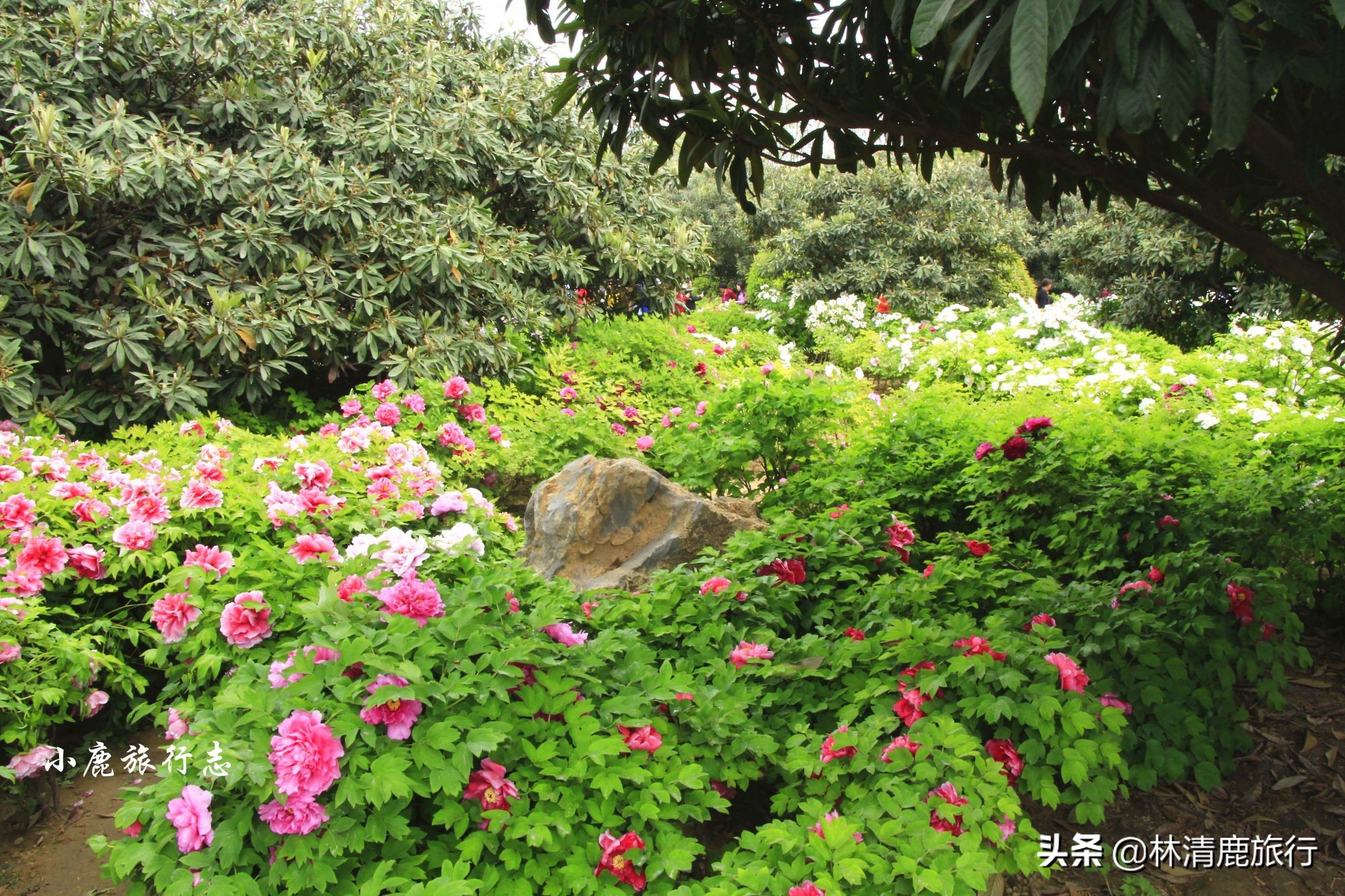 菏泽牡丹甲天下下一句,都说洛阳牡丹甲天下