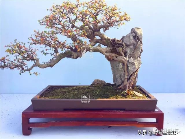 鎮礀缁濆閫㈢敓,鎮礀鐩嗘櫙澶у叏