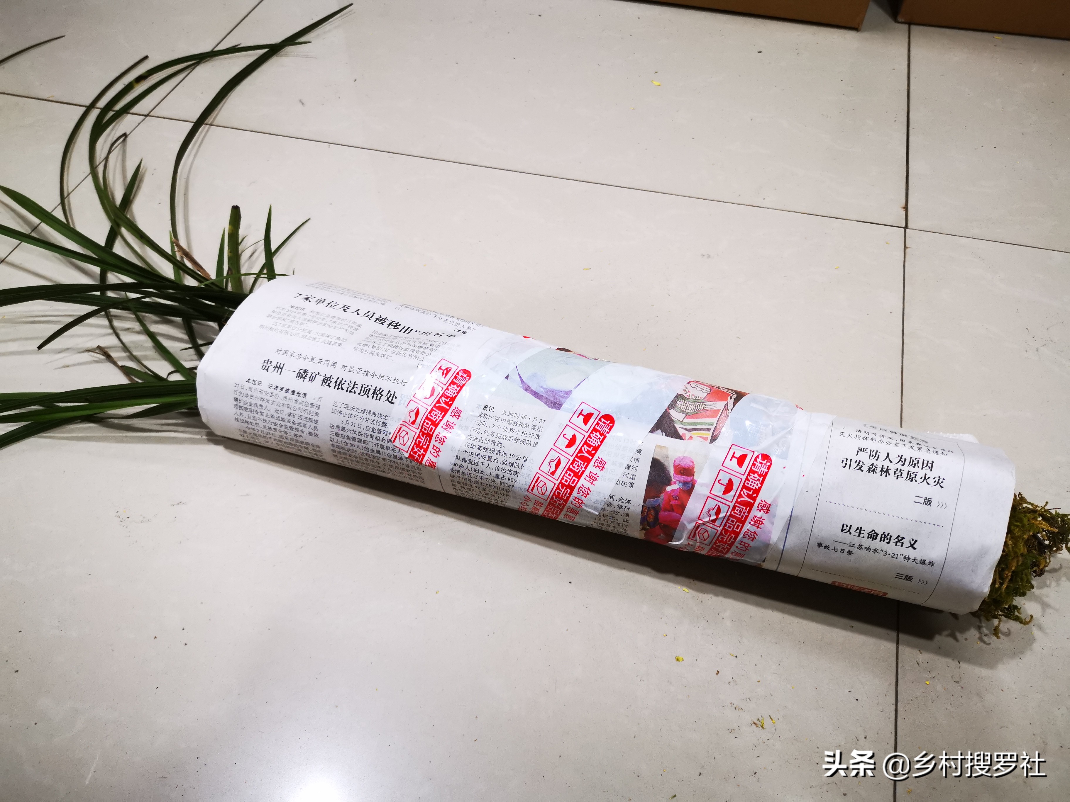 兰花要用什么肥成活率最高,兰花什么时候种植成活率高