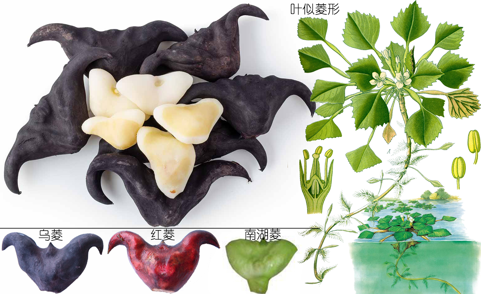 探索荸荠︱以及西关“泮塘五秀”是什么、何为江南“水八仙”?