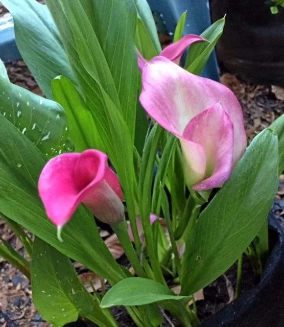 把郁金香种球剥了,把郁金香种子剥掉一层