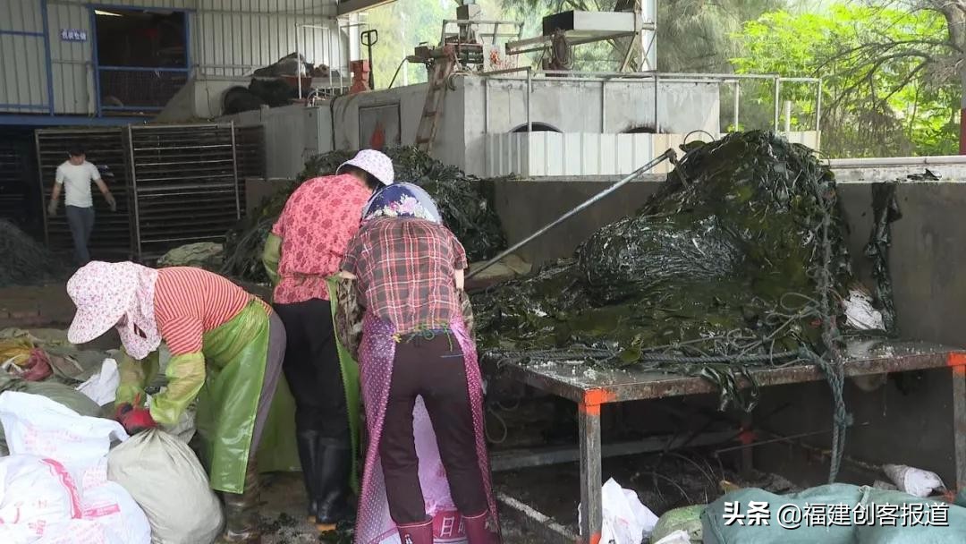 海带采收,海带收割最新视频