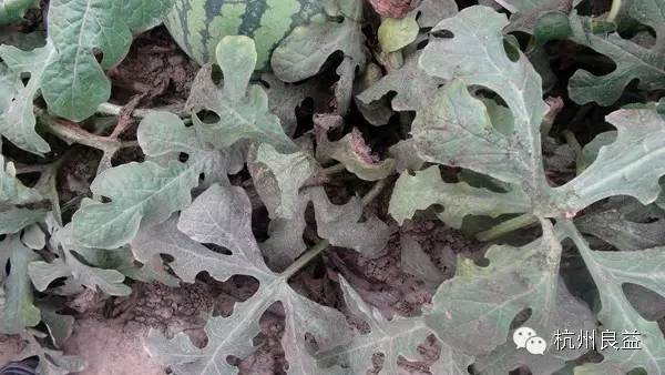 西瓜病虫害一本通表,西瓜红薯种植病虫害防治