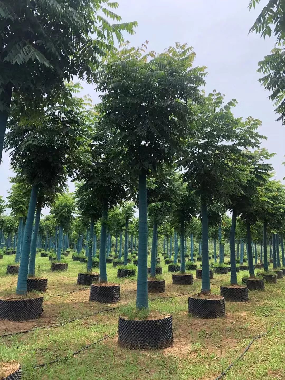 郑显华:显豁知幽抱,华顶望山高