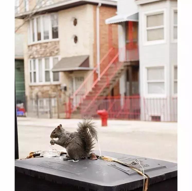 TinyTRIPS|过期游记六:大哥谭-Chicago芝加哥