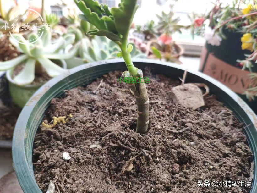 无根不死鸟嫁接长寿花教程,长寿花这样嫁接花期长还不会烂根