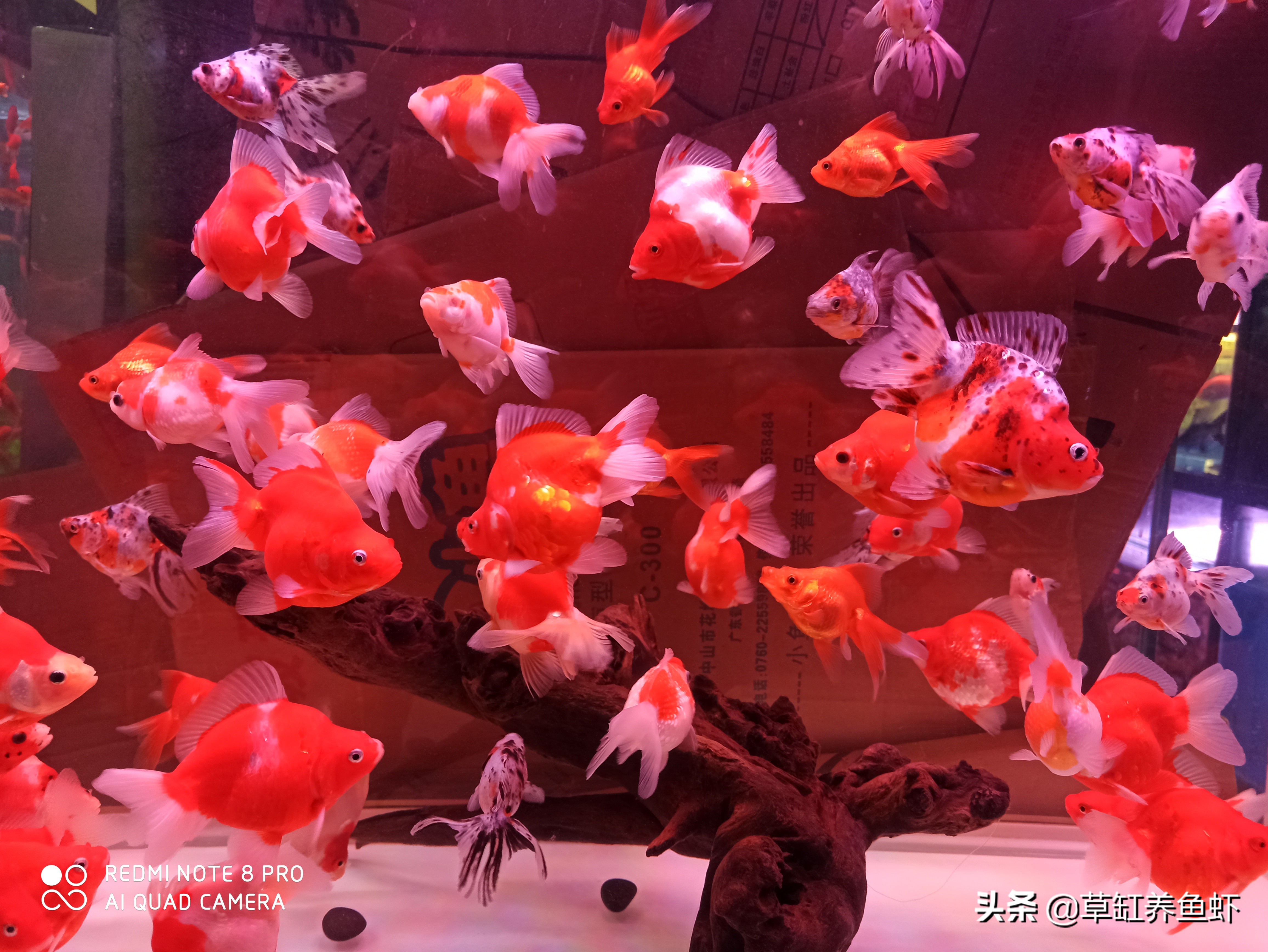 金鱼长白点有什么药可治疗,金鱼白毛病白点病怎样治疗