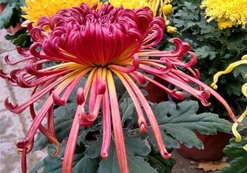 你的生日是几月对应什么花,十二个月每月的代表花及寓意