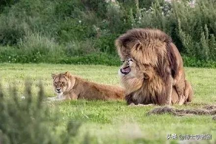 母狮一天发情40次，还追着公狮咬蛋蛋？根本不是这样啊....