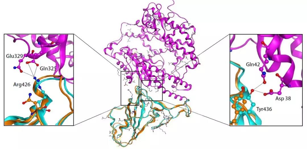新型冠状病毒引起的咳嗽如何治疗,咳嗽低热是新型冠状病毒感染吗