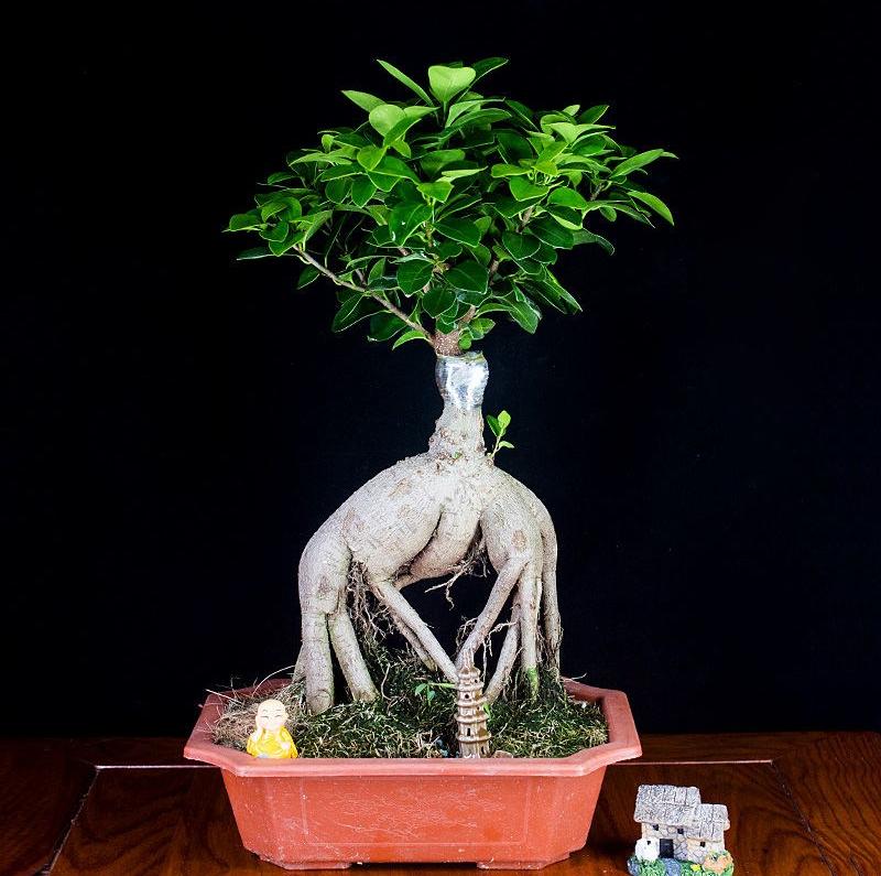 细叶榕树和小叶榕树图片对比,枝繁叶茂榕树图片