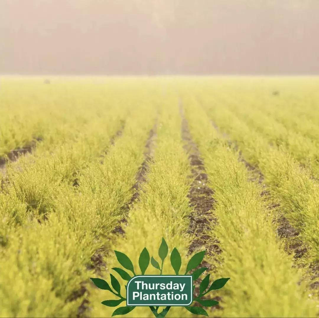 澳洲茶树祛痘膏欧阳娜娜,澳洲欧阳娜娜