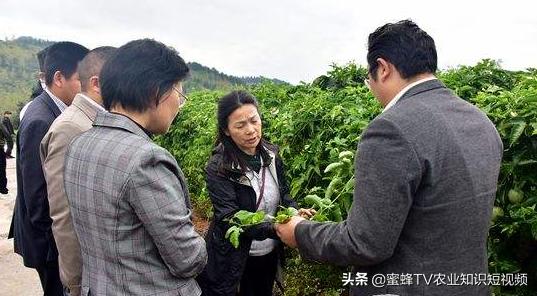 云南百香果的栽培技术,百香果的栽培管理技术