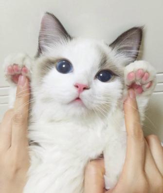 刚到家的小猫咪挠东西怎么办啊,新到家猫咪抓挠床怎么办