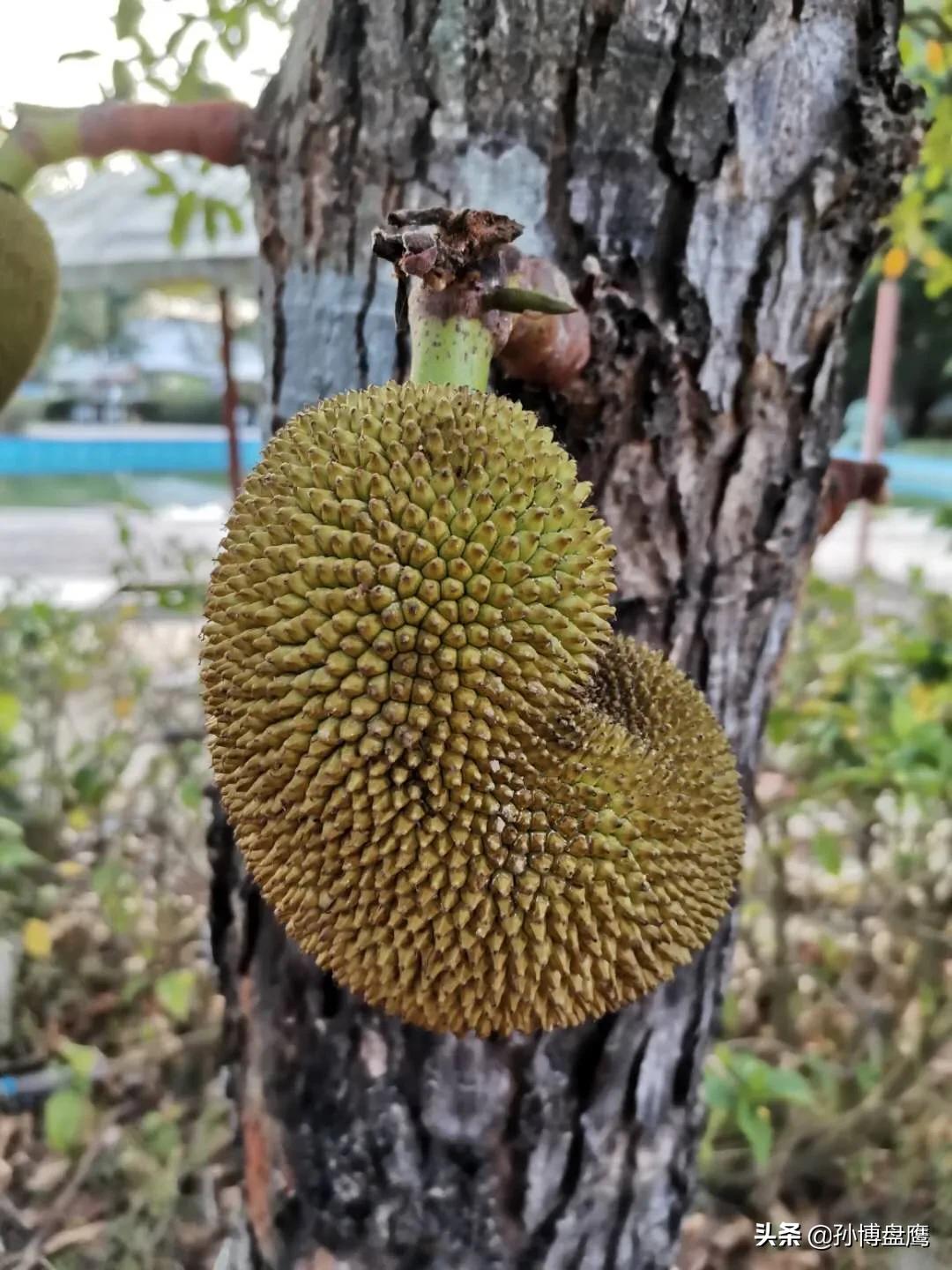 菠萝蜜种子发芽生长过程,热带水果菠萝蜜视频