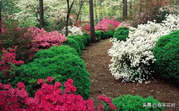 1至12月，每月园林种植和养护小知识，你需要知道的百事通。干货