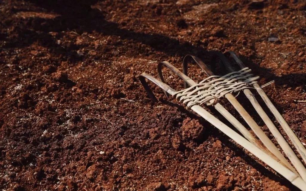 梦中的菜园小视频,我的梦中菜地