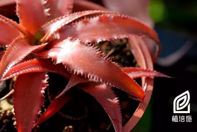 姬凤梨水培最简单的方法,姬凤梨的养护方法