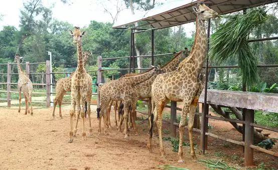 海口市秀英区详细地图,海口秀英炮台地图