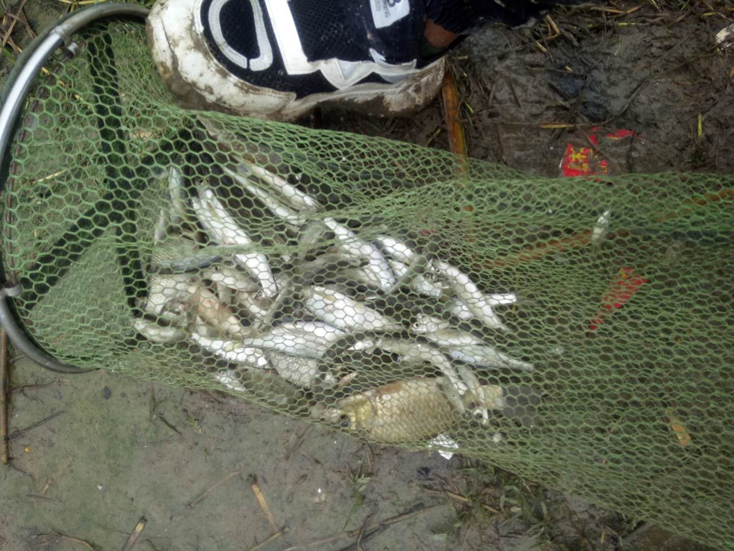 野钓4到6斤鲤鱼钩子选择,钓鲤鱼五斤左右鱼用几号新关东钩