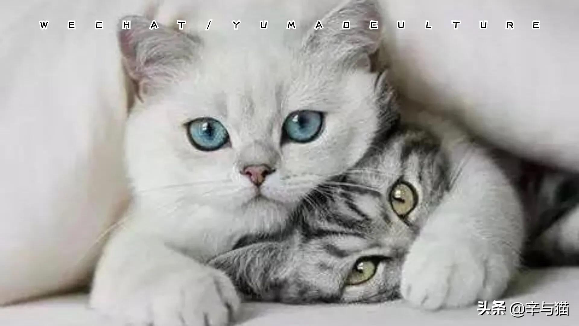 猫咪黑下巴原因及解决办法,猫咪黑下巴能剃下巴毛吗