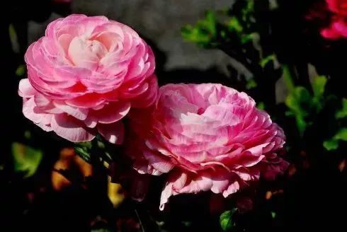 看到花的时候，不知是什么花？那就收下这份百花图谱