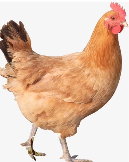 肥西老母鸡汤做法,老母鸡汤哪个地方最出名