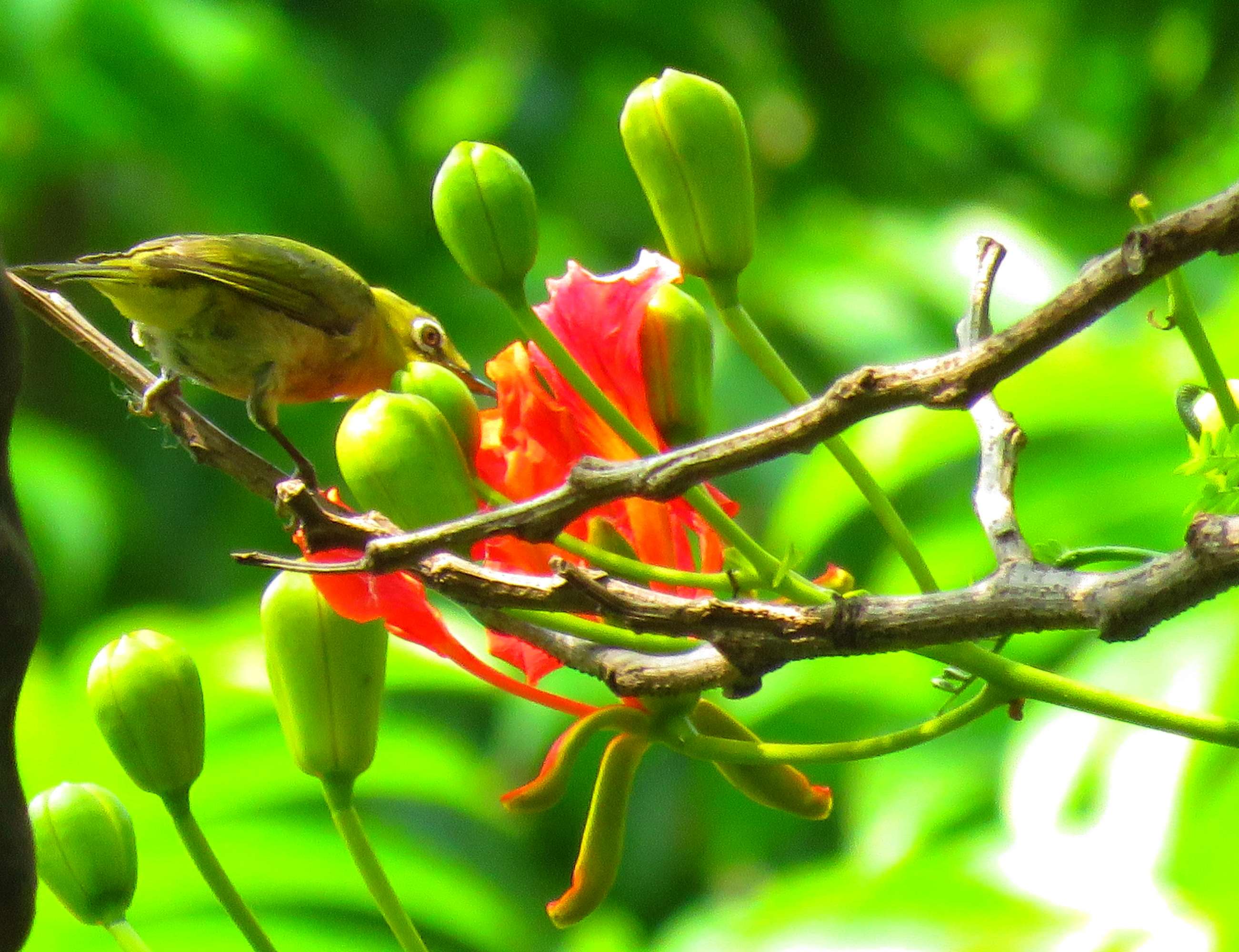 毕业季的凤凰花和栀子花,毕业季凤凰花开的时候