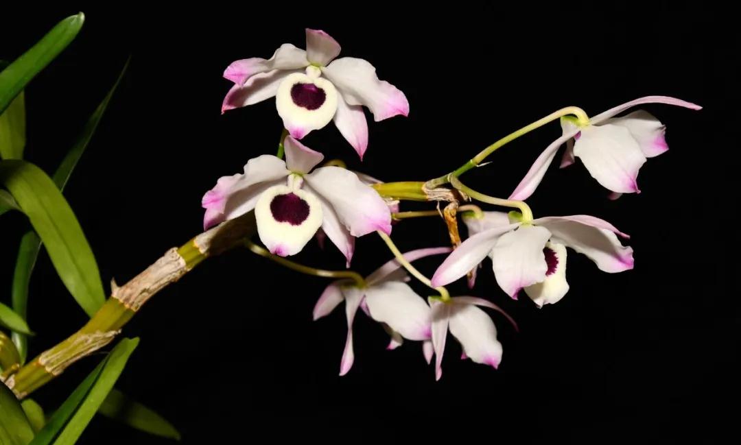 林草科普图片,林草科普