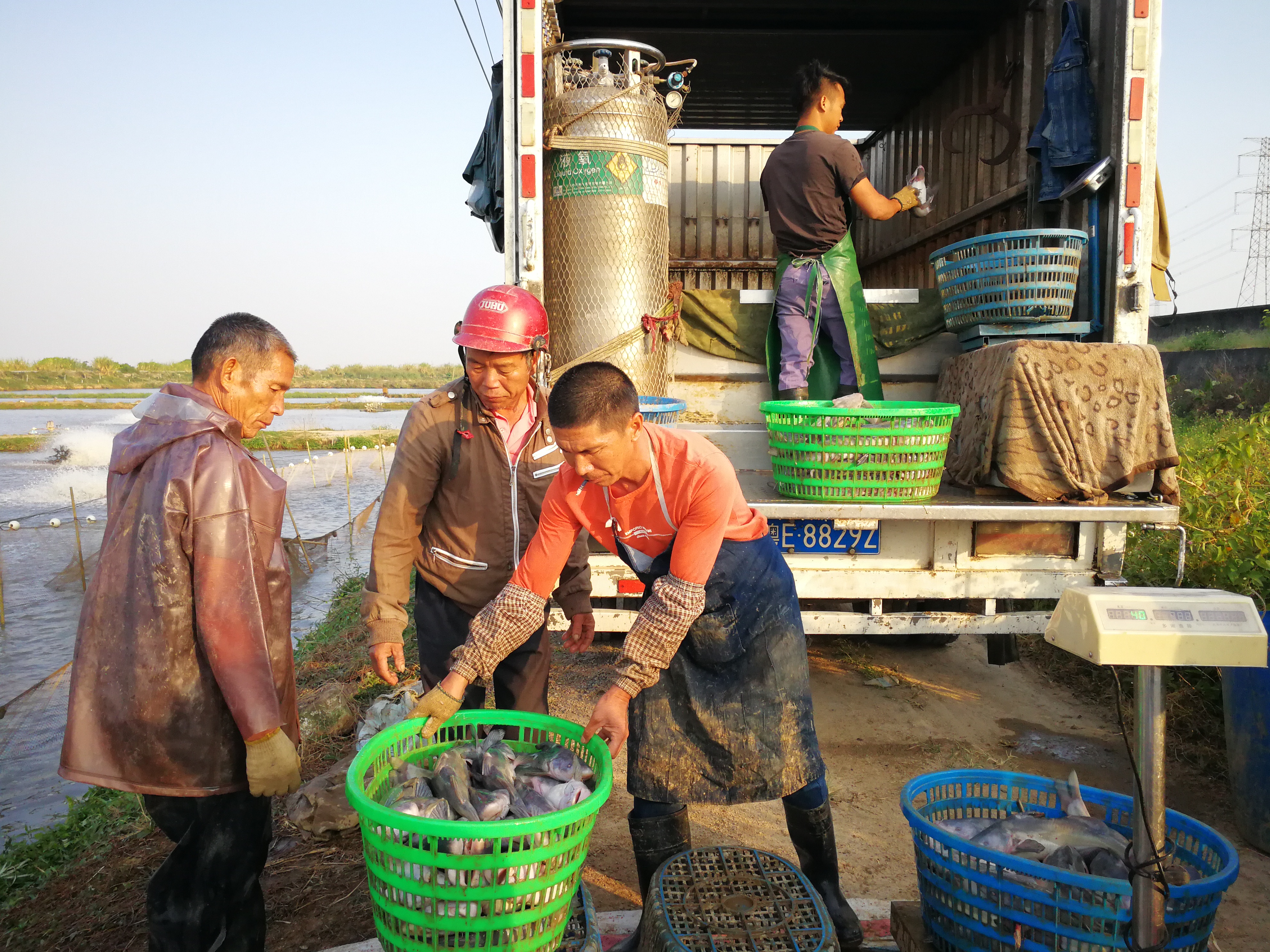 中山刮鱼工时薪50元,养殖场老板抱怨吃不消了