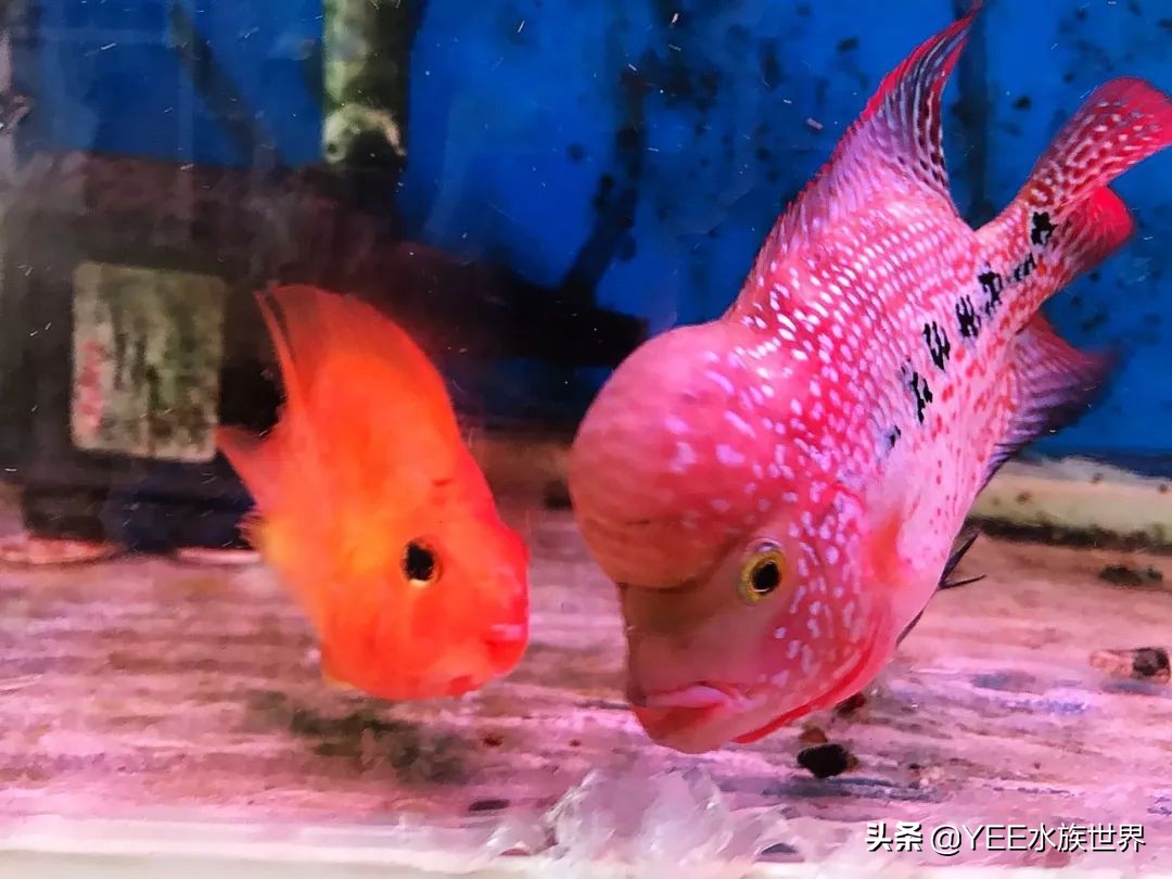 罗汉鱼怎么培养,罗汉鱼苗子好养活不