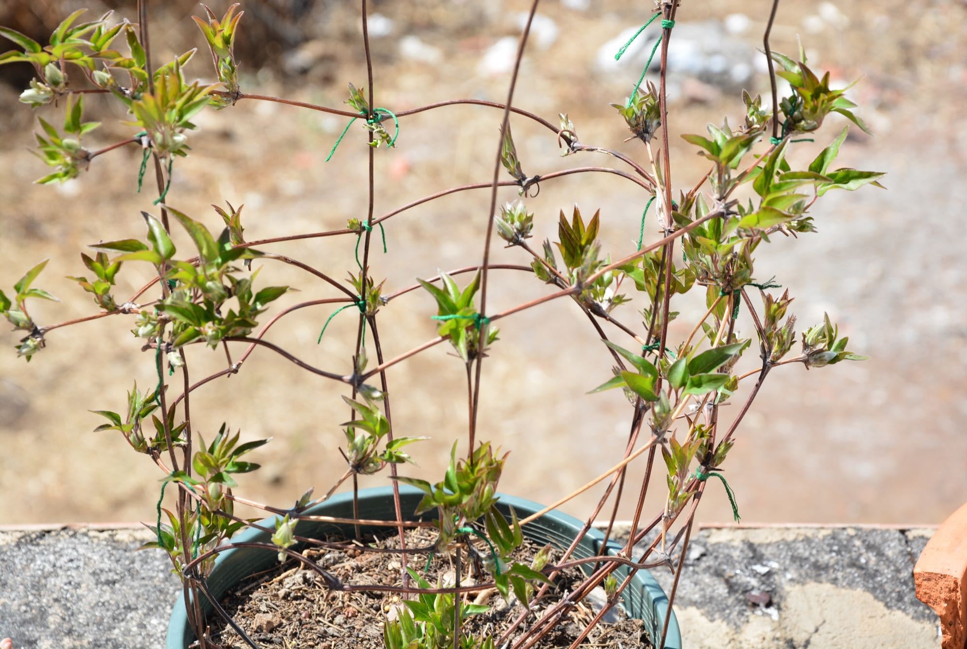 铁线莲花苞被虫子吃了,铁线莲花瓣被虫吃了怎么办