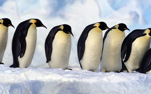 南极磷虾有多可怕,为什么南极磷虾的数量如此惊人