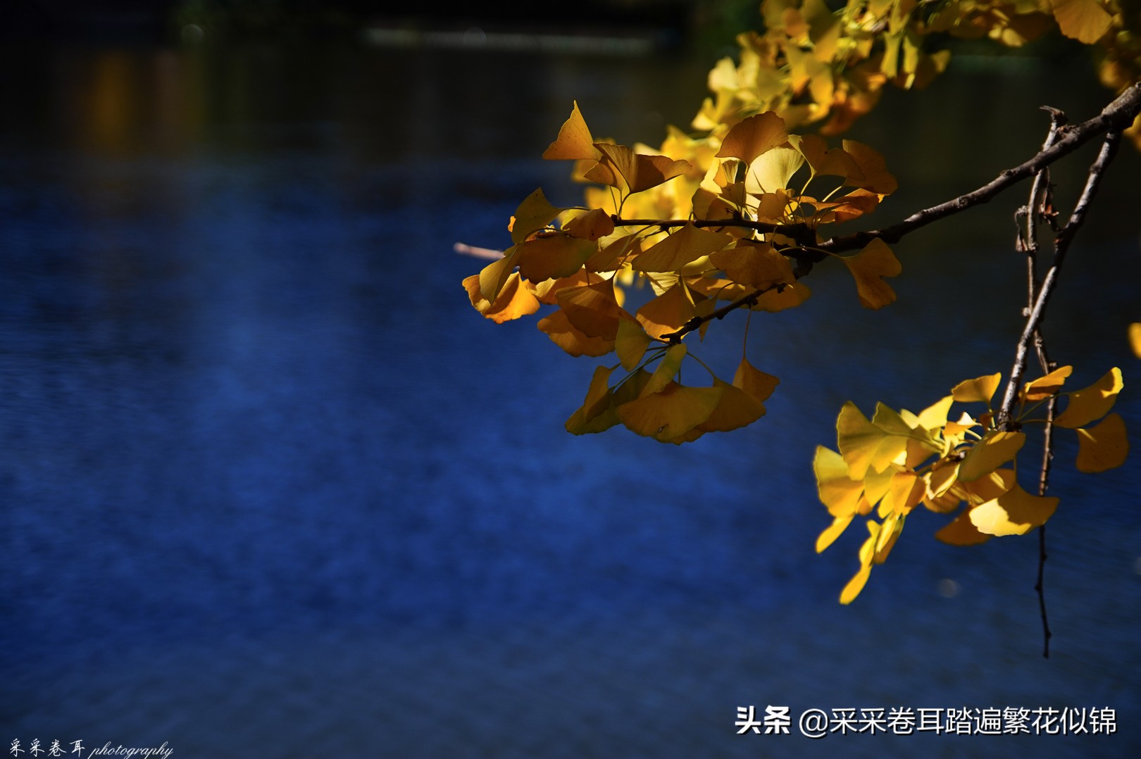 冬季到昆明来看红嘴鸥,冬天去昆明翠湖公园观看海鸥