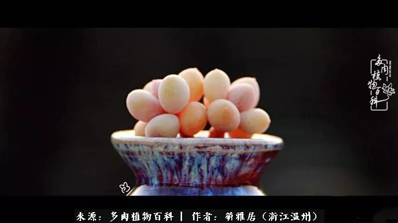 多肉最美的季节已来到,多肉最美的季节来临