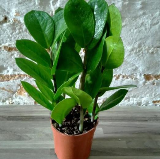 室内养花除甲醛最好最快的方法,客厅绿植大盆栽皮实好养活去甲醛