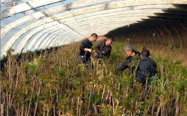 近几年农村种什么养什么赚钱,未来几年种植什么最有前景赚钱