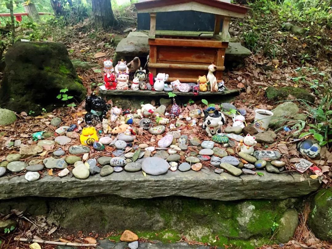 告别流浪猫展览再现12个吸猫圣地,最治愈的吸猫胜地