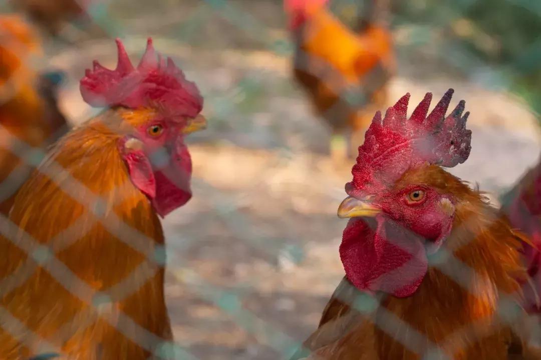 徒步浙东大峡谷,邂逅虎跳峡感受大自然