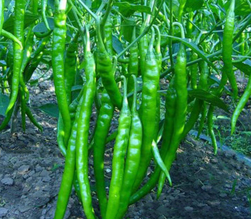 种植土豆不光滑？黄瓜、茄子、辣椒易长弯？用这些方法帮你解决