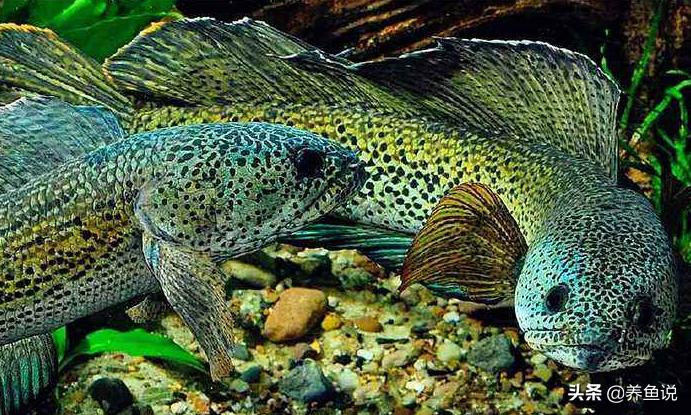 养金龙鱼会好养吗,金龙鱼红龙鱼怎么养才是正确