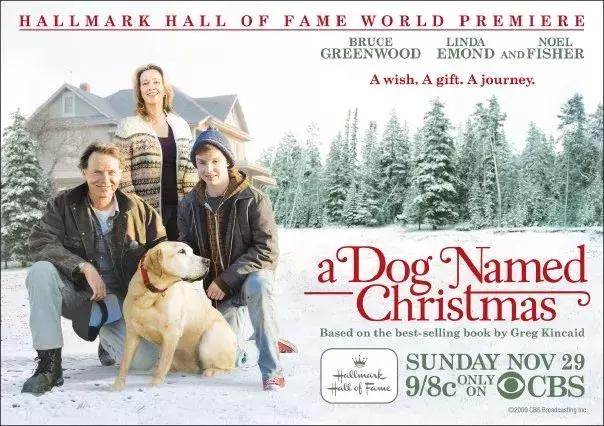 美国家庭都养什么犬,美国人喜欢养什么猛犬