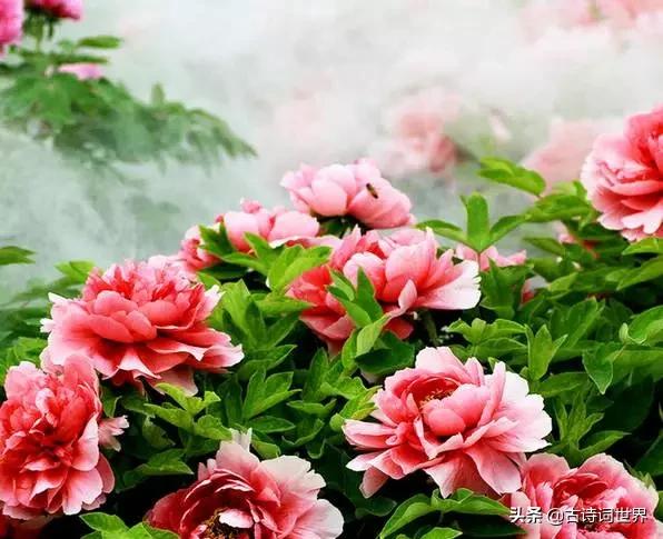 古诗中赞美牡丹的诗句有哪些,我见过雍容华丽的牡丹阅读答案