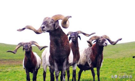 种羊淘汰,种羊要断尾吗