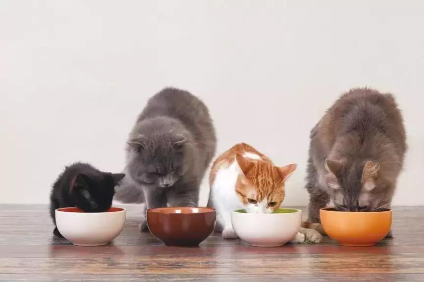 猫一次喂多少ml葡萄糖怎么喂,养猫知识关于喂猫常见的4个误区