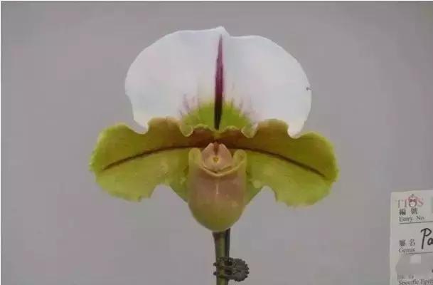 极品中的精品兰花,带你回忆天价兰花蕙兰篇