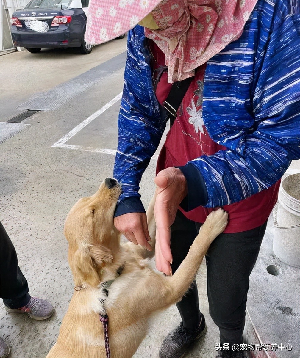 金毛使出绝招后主人跳了起来,金毛一个动作让主人哭笑不得