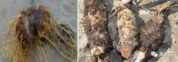 桃树根腐病的治疗方法,治疗根腐病用这四种方法就足够了