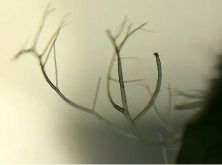 鱼缸经验,鱼缸换水实践经验分享